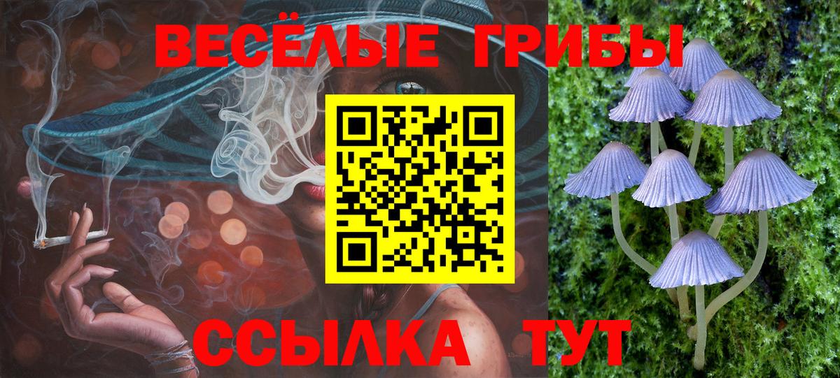 Псилоцибиновые грибы Psilocybe Нижний Новгород